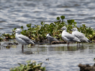 Grey-headed Gull / Grijskopmeeuw / Chroicocephalus cirrocephalus