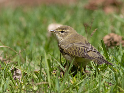 Willow Warbler / Fitis / Phylloscopus trochilus