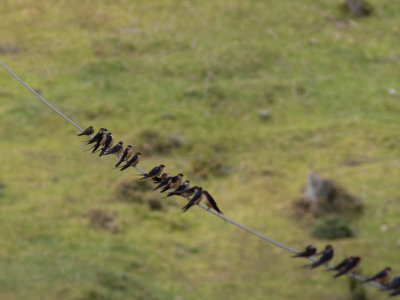 Wire-tailed Swallow / Roodkruinzwaluw / Hirundo smithii