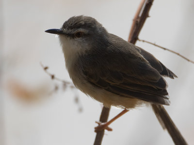 Tawny-flanked prinia / Roestflankprinia / Prinia subflava