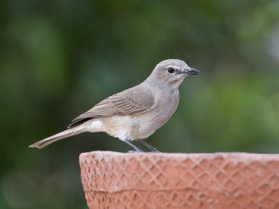 Pale Flycatcher / Vale vliegenvanger / Melaenornis pallidus