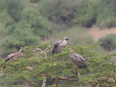 White-backed Vulture / Witruggier / Gyps africanus
