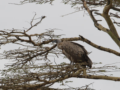White-backed Vulture / Witruggier / Gyps africanus