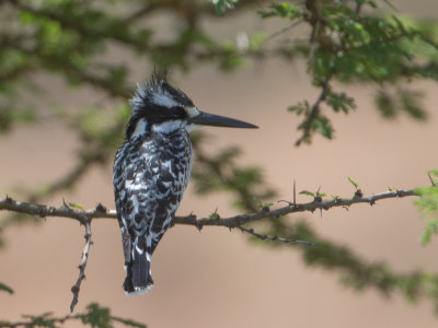 Pied Kingfisher / Bonte ijsvogel / Ceryle rudis