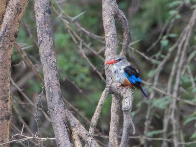 Grey-headed Kingfisher / Grijskopijsvogel / Halcyon leucocephala