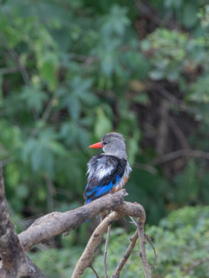 Grey-headed Kingfisher / Grijskopijsvogel / Halcyon leucocephala