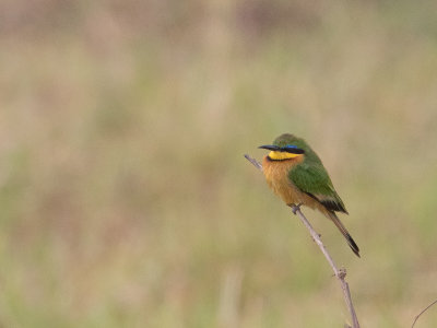 Little Bee-eater / Dwergbijeneter / Merops pusillus