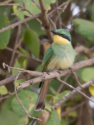 Little Bee-eater / Dwergbijeneter / Merops pusillus