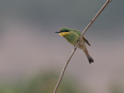 Little Bee-eater / Dwergbijeneter / Merops pusillus