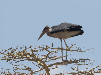 Marabou Stork / Afrikaanse maraboe / Leptoptilos crumenifer