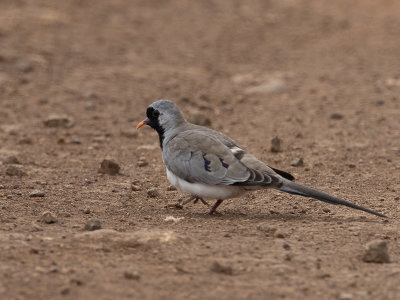 Namaqua dove / Maskerduif / Oena capensis
