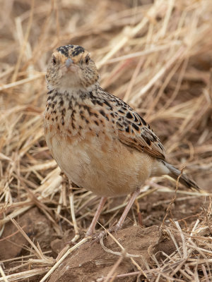 Rufous-naped lark / Roodnekleeuwerik / Mirafra africana