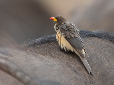 Yellow-billed Oxpecker / Geelsnavelossenpikker / Buphagus africanus