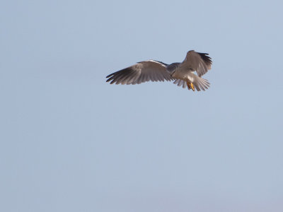 Black-winged kite / Grijze wouw / Elanus caeruleus