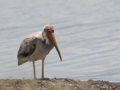Yellow-billed Stork / Afrikaanse nimmerzat / Mycteria ibis