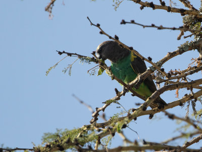 Meyer's parrot / Meyers papegaai / Poicephalus meyeri