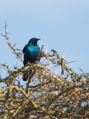 Greater Blue-eared Starling / Groenstaartglansspreeuw / Lamprotornis chalybaeus