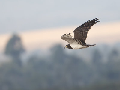 Black-chested snake eagle / Zwartborstslangenarend / Circaetus pectoralis