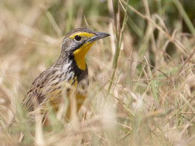 Yellow-throated Longclaw / Geelkeellangklauw / Macronyx croceus