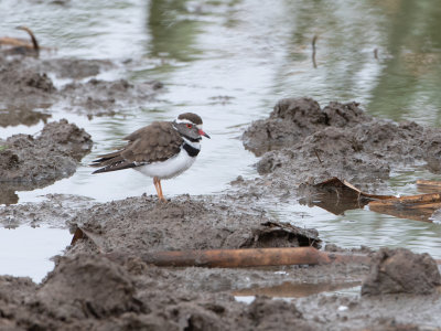 Three-banded Plover / Driebandplevier / Charadrius tricollaris