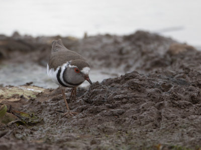 Three-banded Plover / Driebandplevier / Charadrius tricollaris