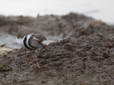 Three-banded Plover / Driebandplevier / Charadrius tricollaris