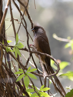 Speckled Mousebird / Bruine muisvogel / Colius striatus