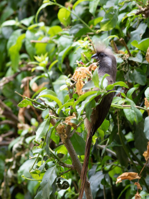 Speckled Mousebird / Bruine muisvogel / Colius striatus