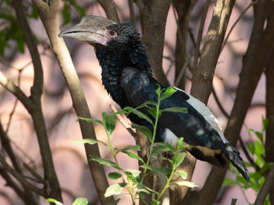 Silvery-cheeked Hornbill / Zilveroorneushoornvogel / Bycanistes brevis