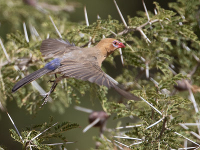 Purple Grenadier / Blauwbuikgranaatastrild / Uraeginthus ianthinogaster