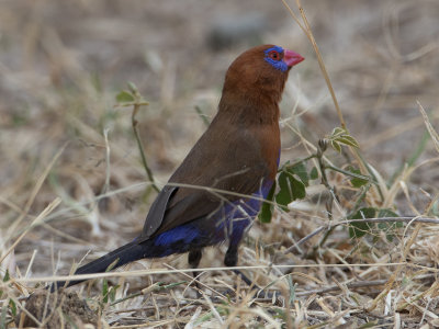 Purple Grenadier / Blauwbuikgranaatastrild / Uraeginthus ianthinogaster