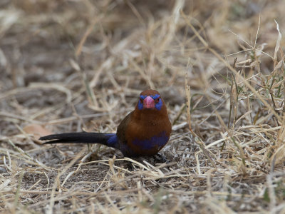 Purple Grenadier / Blauwbuikgranaatastrild / Uraeginthus ianthinogaster