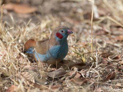 Purple Grenadier / Blauwbuikgranaatastrild / Uraeginthus ianthinogaster