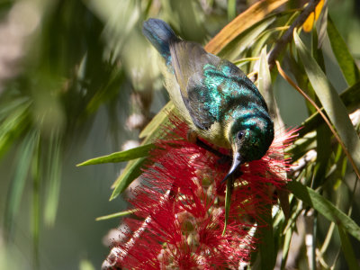 Collared Sunbird / Halsbandhoningzuiger / Hedydipna collaris