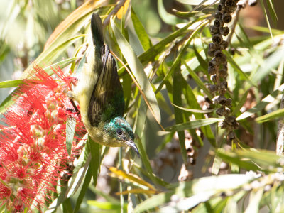 Collared Sunbird / Halsbandhoningzuiger / Hedydipna collaris