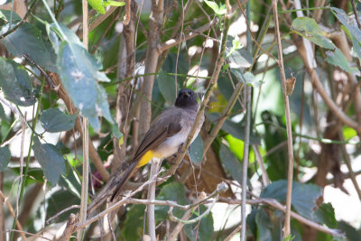 Common Bulbul / Grauwe buulbuul / Pycnonotus barbatus