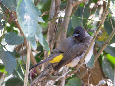 Dark-capped Bulbul / Driekleur buulbuul / Pycnonotus tricolor