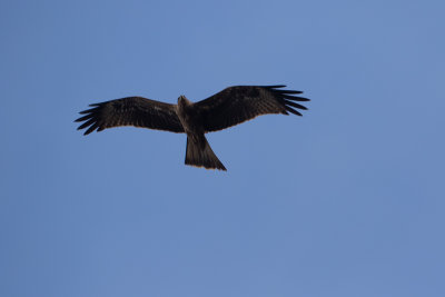 Black Kite / Zwarte Wouw / Milvus migrans