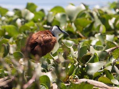 African Jacana / Lelieloper / Actophilornis africanus