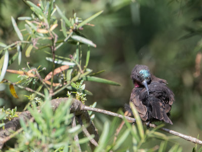 Amethyst Sunbird / Amethisthoningzuiger / Chalcomitra amethystina