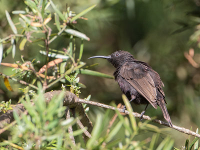 Sunbirds / Honingzuigers