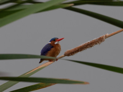 Malachite Kingfisher / Malachietijsvogel / Corythornis cristatus