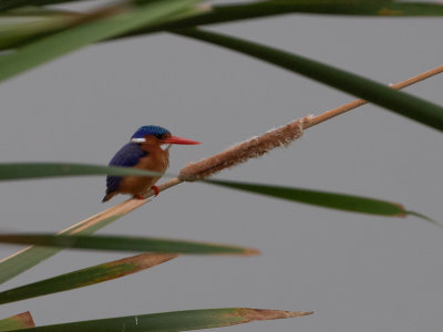 Malachite Kingfisher / Malachietijsvogel / Corythornis cristatus