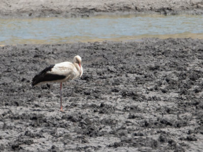 White Stork / Ooievaar / Ciconia ciconia