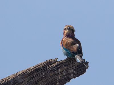 Lilac-breasted Roller / Vorkstaartscharrelaar / Coracias caudatus