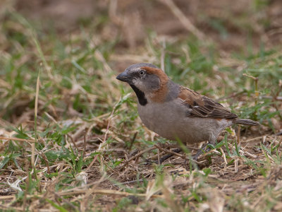 Kenya sparrow / Keniaanse Roestmus / Passer rufocinctus
