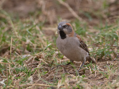 Kenya sparrow / Keniaanse Roestmus / Passer rufocinctus