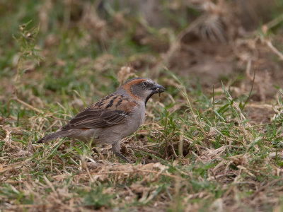 Kenya sparrow / Keniaanse Roestmus / Passer rufocinctus