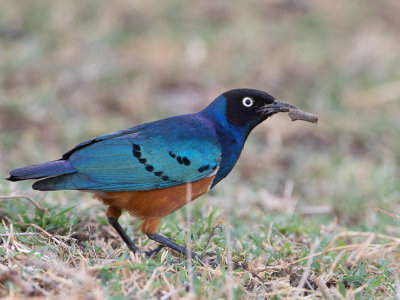 Superb Starling / Driekleurige glansspreeuw / Lamprotornis superbus