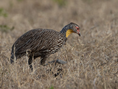 Yellow-necked Spurfowl / Geelkeelfrankolijn / Pternistis leucoscepus